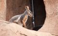 IMG_8534 desert wallaby